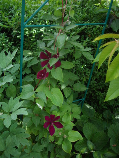 IMGP8164 - flori si trandafiri -2015 - 1
