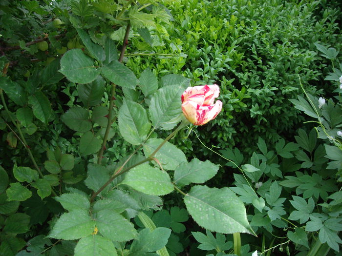 IMGP8165 - flori si trandafiri -2015 - 1