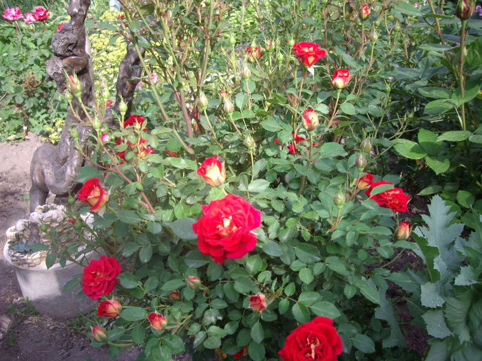 IMGP8168 - flori si trandafiri -2015 - 1