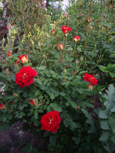 IMGP8169 - flori si trandafiri -2015 - 1