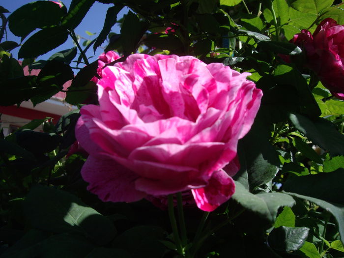 IMGP8177 - flori si trandafiri -2015 - 1