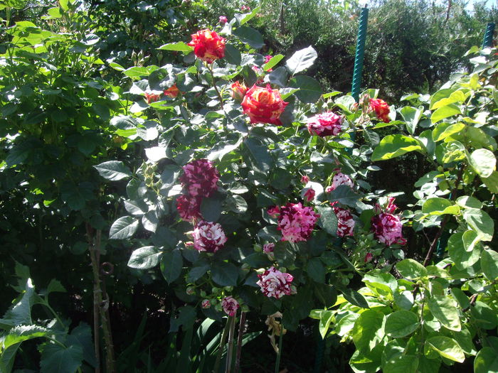 IMGP8178 - flori si trandafiri -2015 - 1