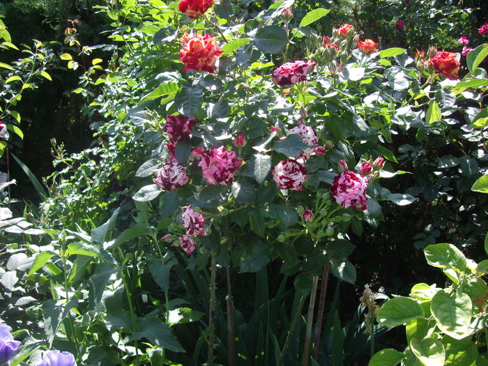 IMGP8179 - flori si trandafiri -2015 - 1