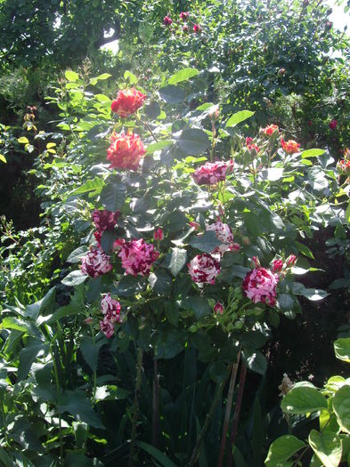 IMGP8180 - flori si trandafiri -2015 - 1