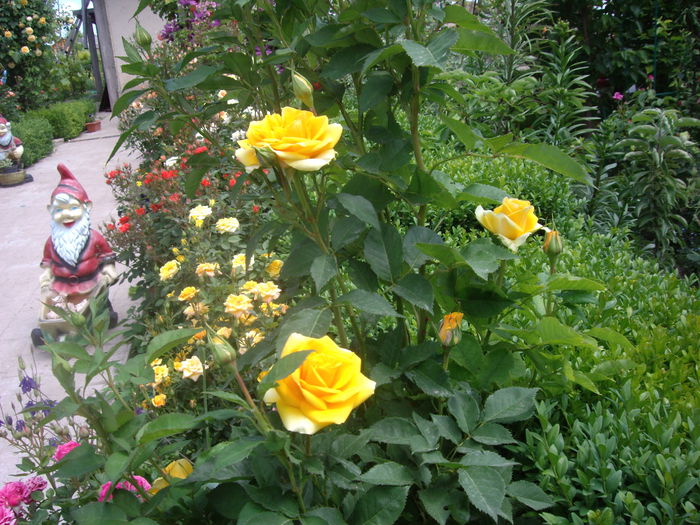 IMGP8182 - flori si trandafiri -2015 - 1