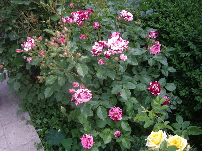 IMGP8184 - flori si trandafiri -2015 - 1