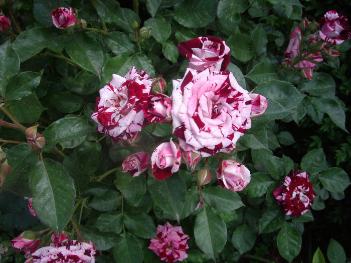 IMGP8185 - flori si trandafiri -2015 - 1