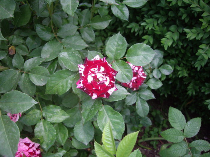 IMGP8186 - flori si trandafiri -2015 - 1