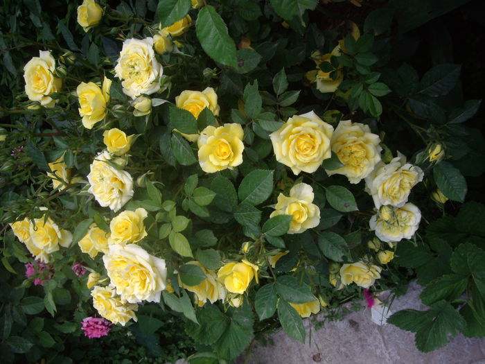 IMGP8189 - flori si trandafiri -2015 - 1
