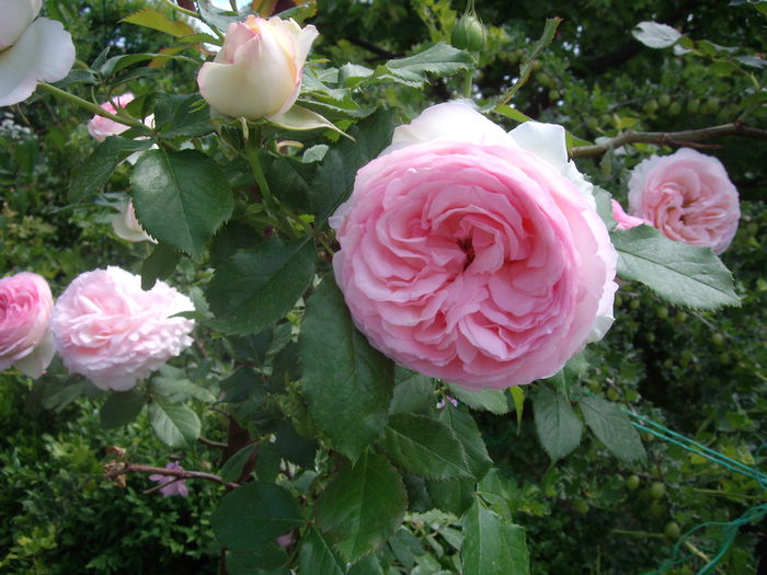 IMGP8195 - flori si trandafiri -2015 - 1