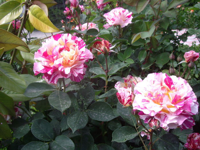 IMGP8198 - flori si trandafiri -2015 - 1