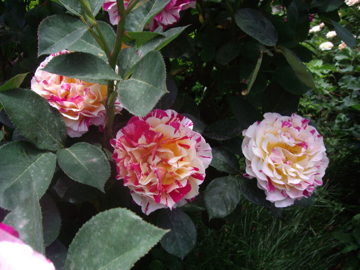 IMGP8199 - flori si trandafiri -2015 - 1