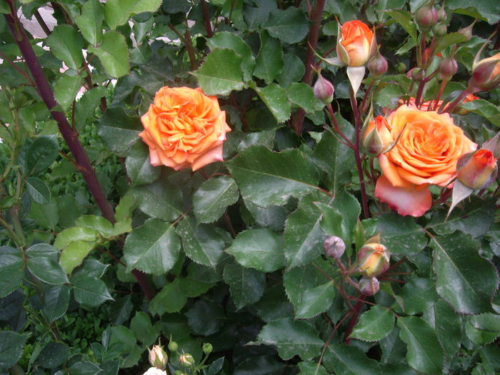 IMGP8200 - flori si trandafiri -2015 - 1