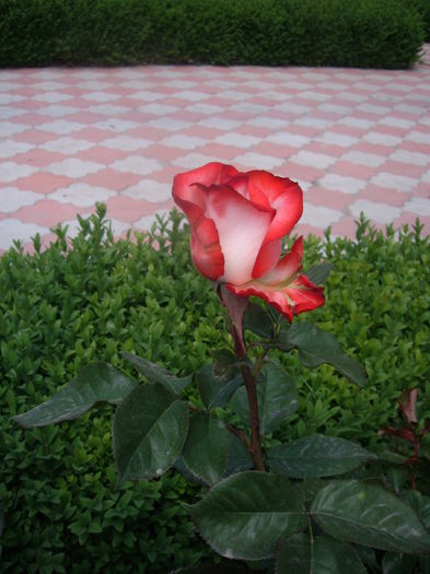 IMGP8203 - flori si trandafiri -2015 - 1