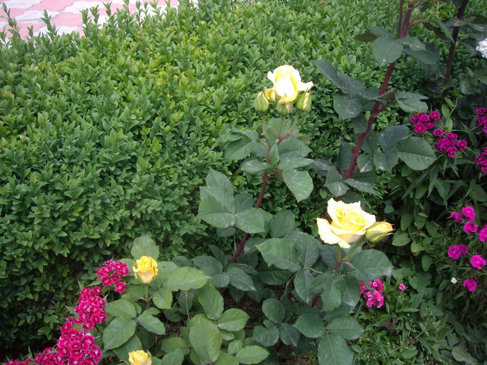 IMGP8205 - flori si trandafiri -2015 - 1