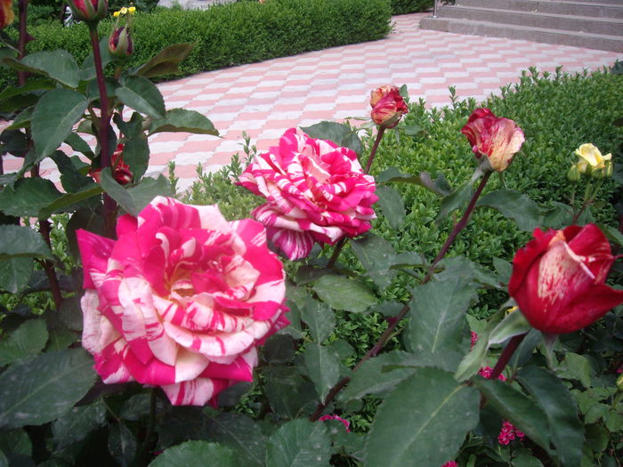 IMGP8208 - flori si trandafiri -2015 - 1