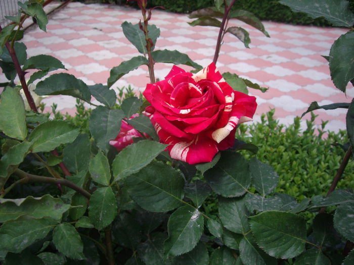 IMGP8209 - flori si trandafiri -2015 - 1