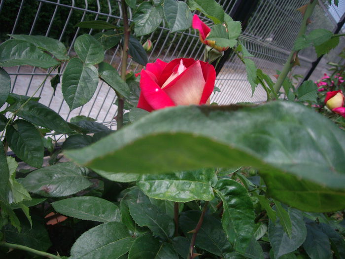 IMGP8210 - flori si trandafiri -2015 - 1