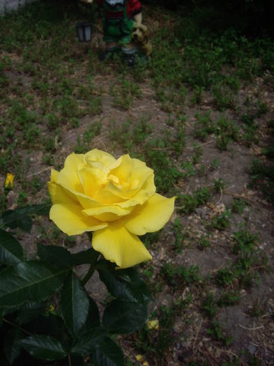 IMGP8213 - flori si trandafiri -2015 - 1