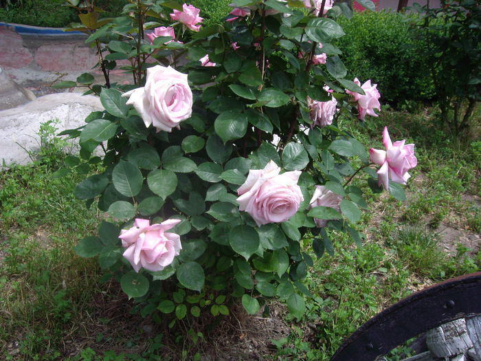 IMGP8214 - flori si trandafiri -2015 - 1