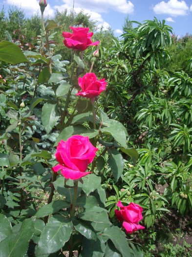 IMGP8217 - flori si trandafiri -2015 - 1