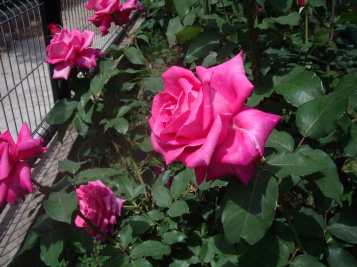 IMGP8218 - flori si trandafiri -2015 - 1