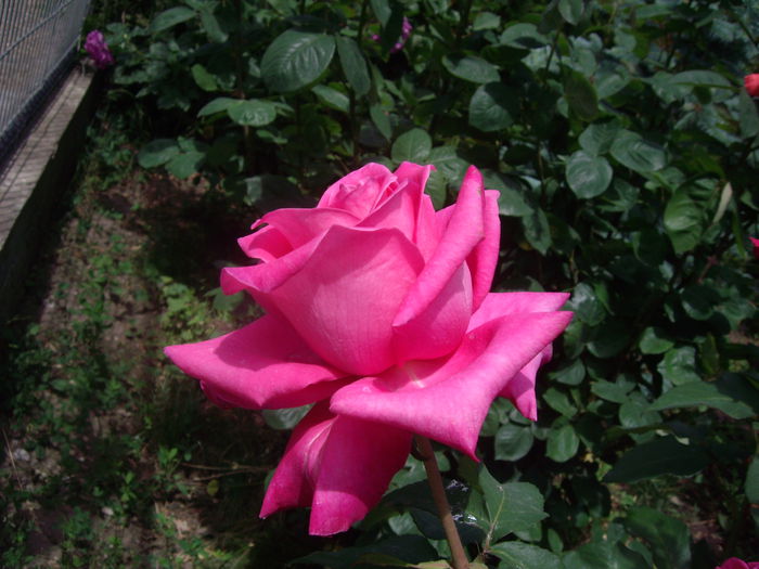 IMGP8219 - flori si trandafiri -2015 - 1