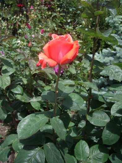 IMGP8220 - flori si trandafiri -2015 - 1