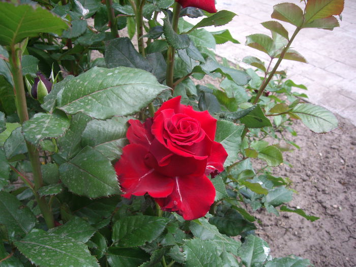 IMGP8227 - flori si trandafiri -2015 - 1