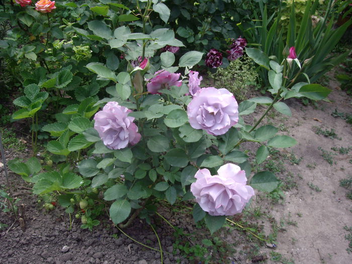 IMGP8231 - flori si trandafiri -2015 - 1