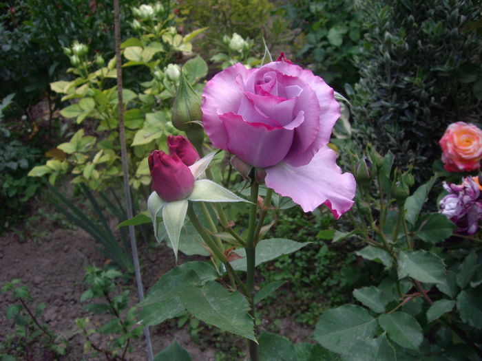 IMGP8232 - flori si trandafiri -2015 - 1