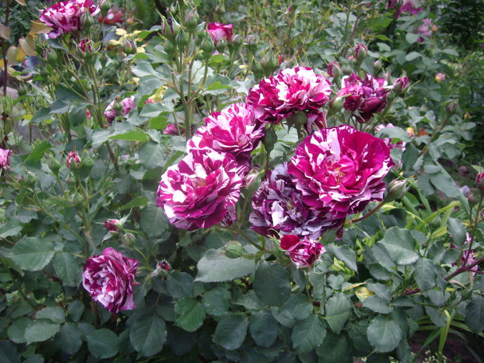 IMGP8233 - flori si trandafiri -2015 - 1