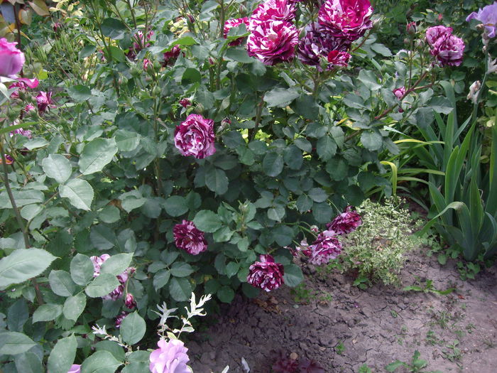 IMGP8234 - flori si trandafiri -2015 - 1