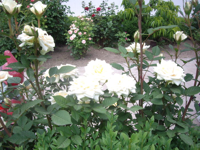 IMGP8237 - flori si trandafiri -2015 - 1