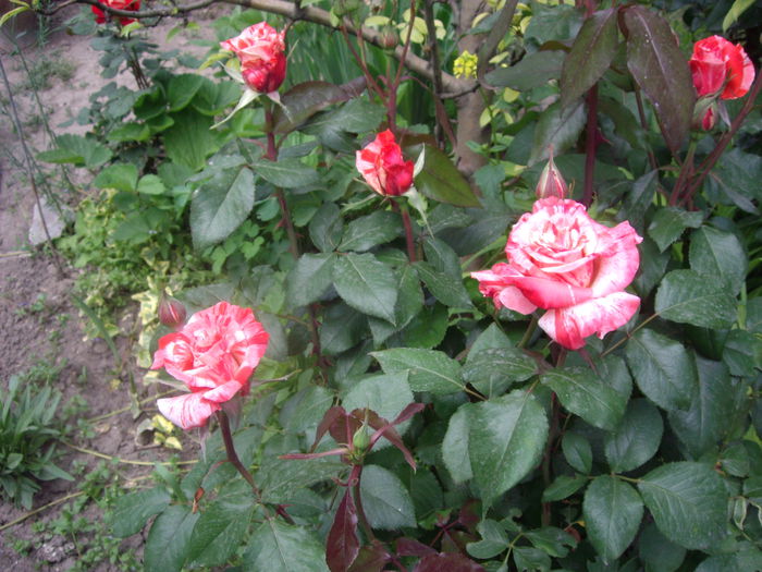 IMGP8238 - flori si trandafiri -2015 - 1