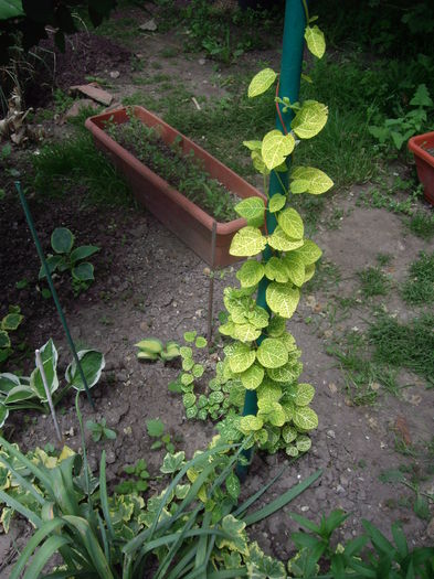 lonicera japonica aureoreticulata