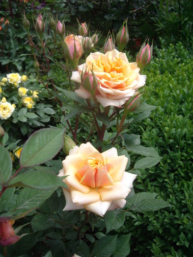 IMGP8260 - flori si trandafiri -2015 - 1
