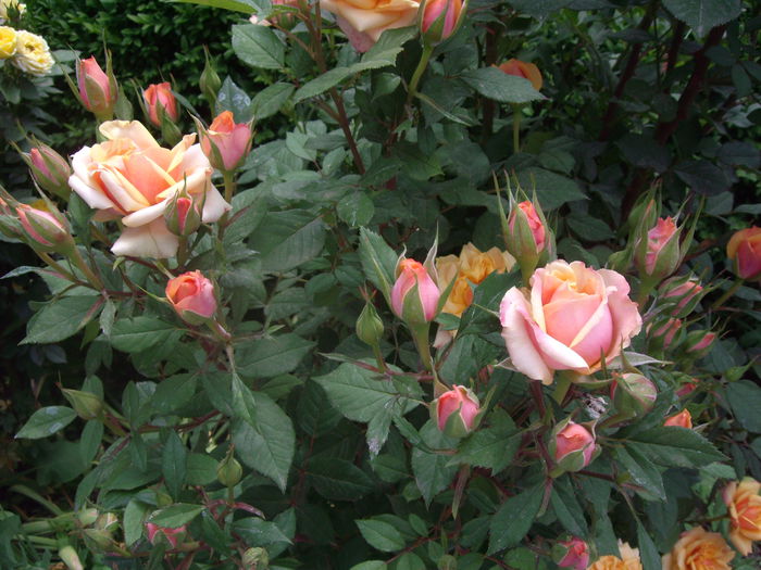 IMGP8261 - flori si trandafiri -2015 - 1