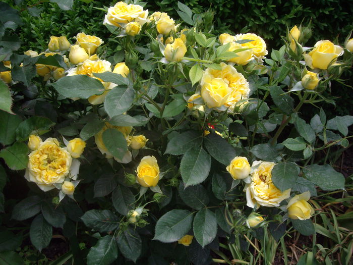 IMGP8262 - flori si trandafiri -2015 - 1