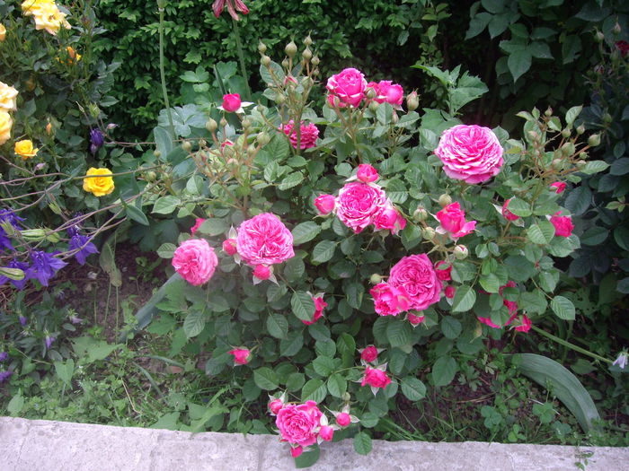 IMGP8273 - flori si trandafiri -2015 - 1