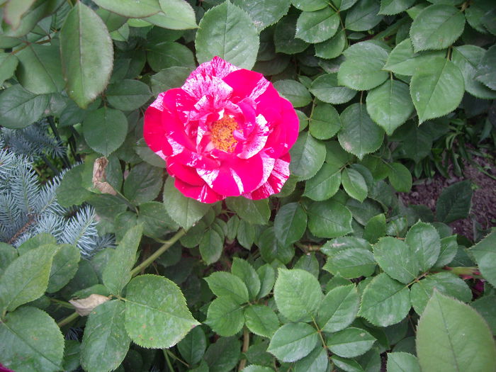 IMGP8287 - flori si trandafiri -2015 - 1