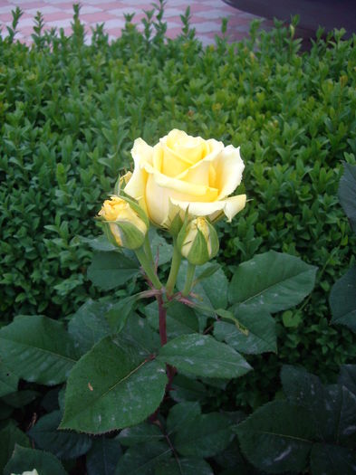IMGP8338 - flori si trandafiri -2015 - 1
