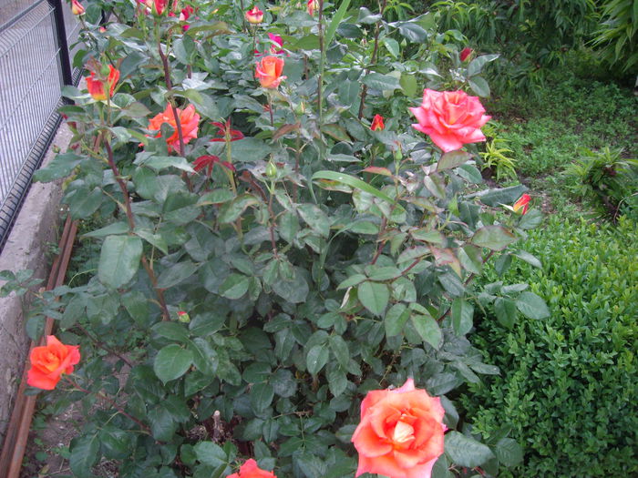 IMGP8342