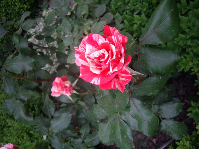 IMGP8343