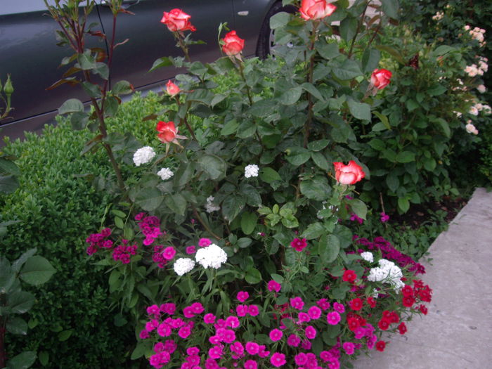 IMGP8344 - flori si trandafiri -2015 - 1