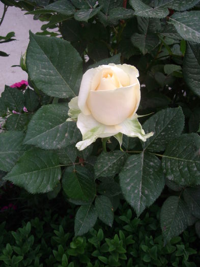 IMGP8348