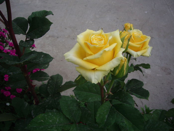 IMGP8349