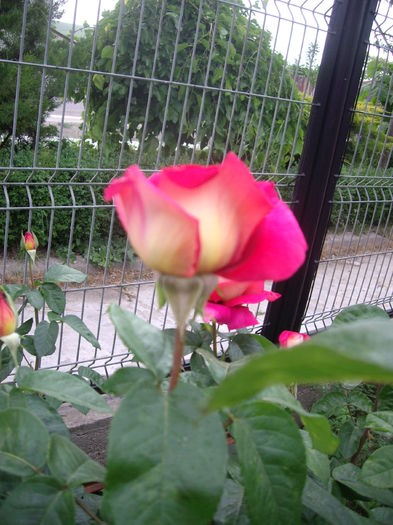 IMGP8350
