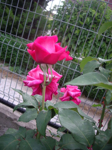 IMGP8353 - flori si trandafiri -2015 - 1