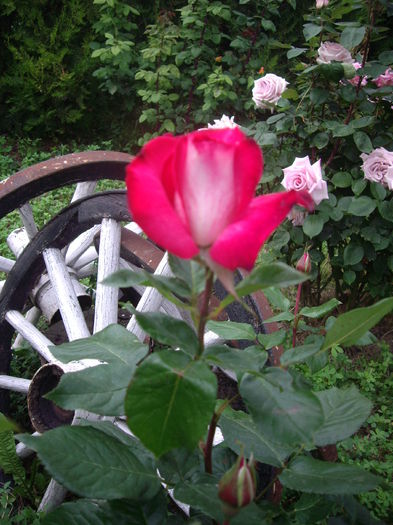 IMGP8355